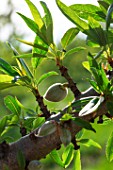 Almond (Prunus dulcis) unripe fruits on branch in april, Provence, France