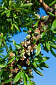 Almond (Prunus dulcis) unripe fruits on branch in april, Provence, France