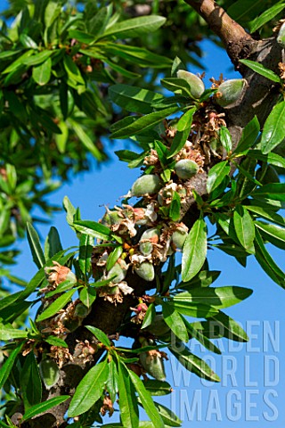 Almond_Prunus_dulcis_unripe_fruits_on_branch_in_april_Provence_France