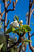 Apple tree in blossom, Provence, France