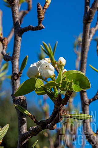 Apple_tree_in_blossom_Provence_France