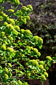 Viburnum opulus Roseum flower buds, Provence, France