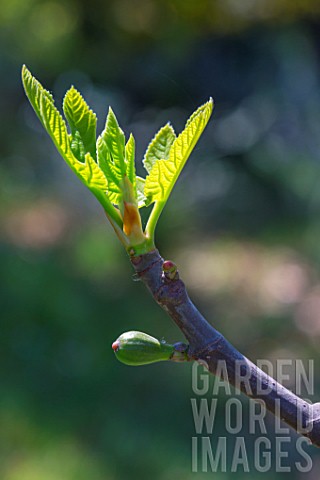 Branch_of_Fig_tree_with_young_fruit_in_april_Provence_France
