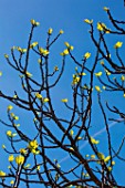 Branches of Fig tree in april, Provence, France