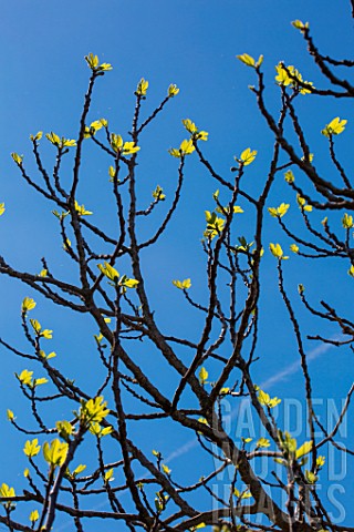 Branches_of_Fig_tree_in_april_Provence_France