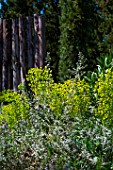 Euphorbia characias and Teucrium fruticans in April, Provence, France