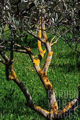 Lichen_on_the_branches_of_an_Olive_tree_Provence_France