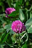 Trifolium pratense (Red clover), Provence, France