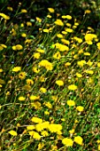 Crepis sancta blooming in a garden in april, Provence, France