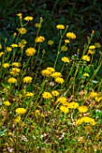 Crepis sancta blooming in a garden in april, Provence, France