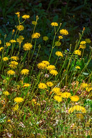 Crepis_sancta_blooming_in_a_garden_in_april_Provence_France