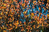 Branch of Punica granatum (Pomegranate) in april, Provence, France