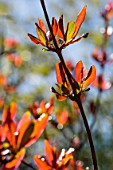 Branch of Punica granatum (Pomegranate) in april, Provence, France