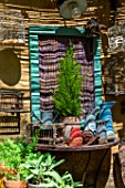 Cupressus macrocarpa in pot in front of a garden shed, Provence, France