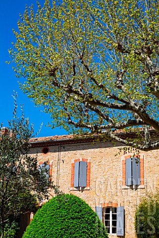 Plane_tree_Olive_tree_and_Box_in_front_of_a_traditional_house_in_april_Provence_France