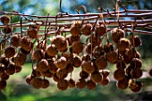 Seed balls of Plane tree in april, Provence, France