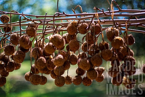 Seed_balls_of_Plane_tree_in_april_Provence_France