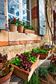 Salad growing in containers in front of a traditional house in Provence