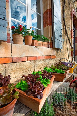 Salad_growing_in_containers_in_front_of_a_traditional_house_in_Provence