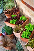 Salad growing in containers in front of a traditional house in Provence