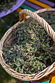 Freshly cut Thyme in a basket, Provence, France