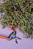 Freshly cut Thyme, Provence, France