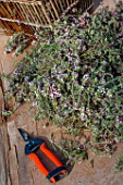 Freshly cut Thyme, Provence, France