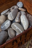 Flower names written on pebbles, Provence, France