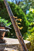 Parthenocissus shoot growing up a bamboo cane support, Provence, France