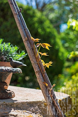 Parthenocissus_shoot_growing_up_a_bamboo_cane_support_Provence_France