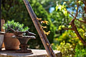 Parthenocissus shoot growing up a bamboo cane support, Provence, France