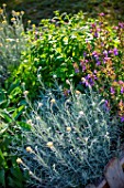 Helichrysum in a square foot garden of herbs, Provence, France