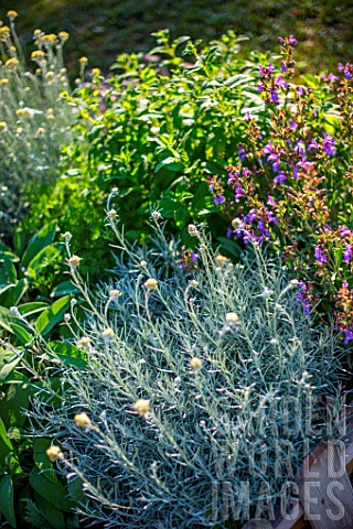 Helichrysum_in_a_square_foot_garden_of_herbs_Provence_France