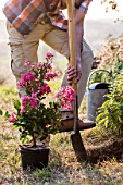 Man planting a Lagerstroemia in late afternoon