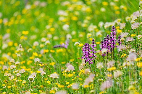 Lawn_and_alpine_wild_flower_meadow