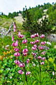 Lilium martagon