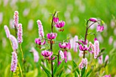 Lilium martagon