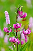 Lilium martagon