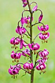 Lilium martagon