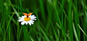 Butterfly on Daisy