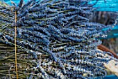 Lavandula angustifolia X latifolia, harvested