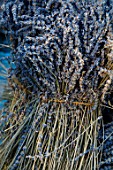 Lavandula angustifolia X latifolia, harvested