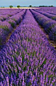 Lavandula angustifolia X latifolia