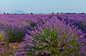 Lavandula angustifolia X latifolia