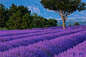 Lavandula angustifolia X latifolia