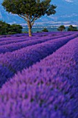 Lavandula angustifolia X latifolia