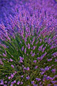 Lavandula angustifolia X latifolia