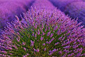 Lavandula angustifolia X latifolia