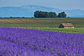 Lavandula angustifolia X latifolia