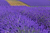 Lavandula angustifolia X latifolia